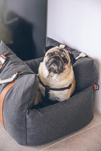 Animals, Dog, Pet, Sight, Opinion, Pug HD phone wallpaper