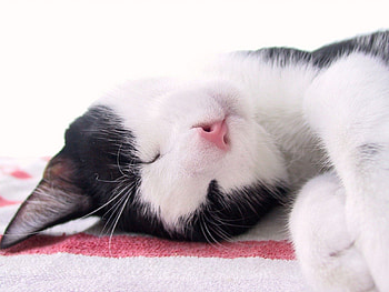 Animals, Cat, Muzzle, Spotted, Spotty, Dream, Sleep HD wallpaper