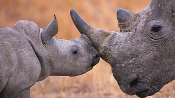 Rhinoceros and Calf, calf, animal, rhino, rhinoceros HD wallpaper