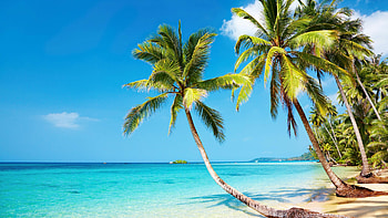 Palms, Beaches HD wallpaper