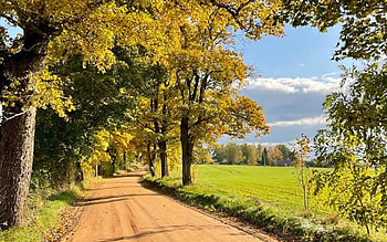 Autumn Road in Latvia, road, field, path, trees, Latvia, autumn HD wallpaper