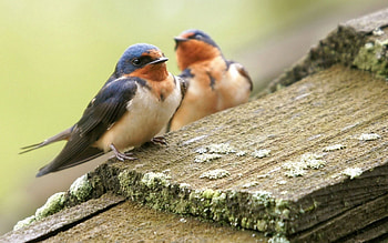 Swallow 2 , Animal , Colorful birds, Nature-inspired HD wallpaper