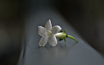 Background, Flower, Macro, Surface HD wallpaper