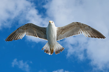 White Seagull, seagull, birds, seagulls, white HD wallpaper
