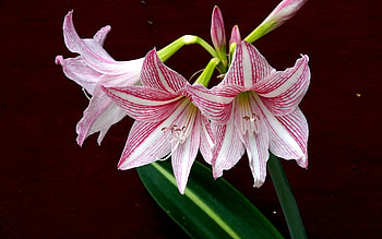 Amaryllis, pink, nature, flower HD wallpaper