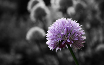Flowers, Grass, Plant, Macro, Clover HD wallpaper