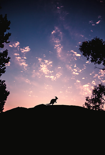 Sky, Kangaroo, Dark, Silhouette, Evening, Hill HD phone wallpaper