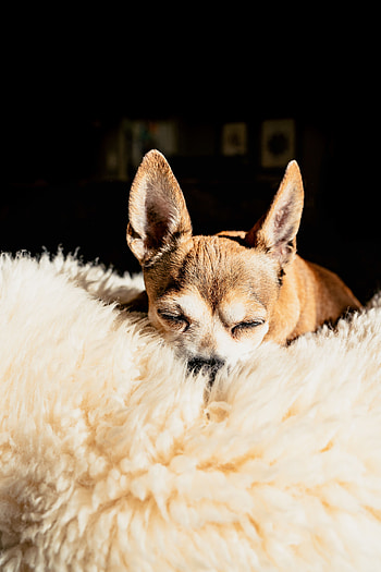 Animals, Dog, Brown, Pet, Sleep, Dream, Chihuahua HD phone wallpaper