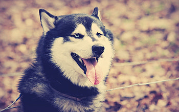 Animals, Dog, Relaxation, Rest, Husky, Haska, Language, Tongue HD wallpaper