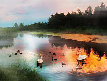 Swans at dawn's light, dawn, swans, glow, family, trees, lake, reflections HD wallpaper
