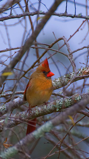 branch, bird, Animal HD phone wallpaper