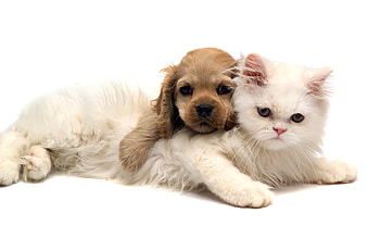 Animals, Cats, Dogs HD wallpaper