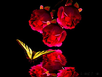 Red flowers reflection, reflection, butterfly, pretty, yellow, red, flowers, lovely, nice HD wallpaper