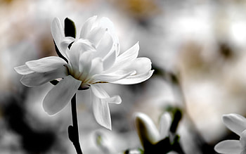 Plants, Flowers HD wallpaper
