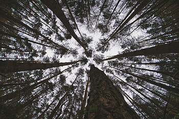 Nature, Trees, Sky, Forest, Bottom View HD wallpaper