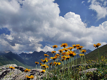 flowers,mountains, sky, nature, flowers, mountain HD wallpaper