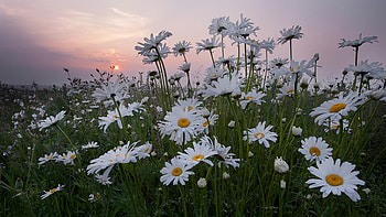 Gentle sunset, sky, flowers, spring, sunset HD wallpaper