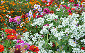 Plants, Flowers HD wallpaper