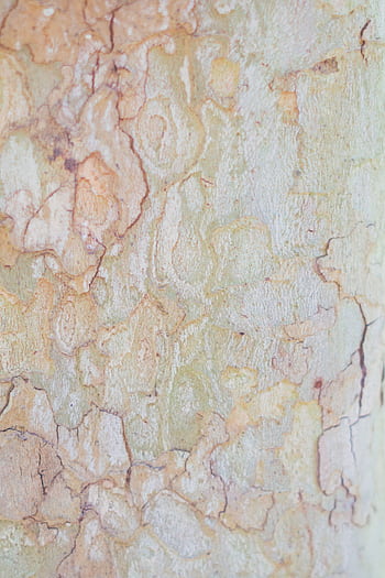 Close view of a tree bark with intricate textures and soft earthy colors, ideal for backgrounds. HD phone wallpaper