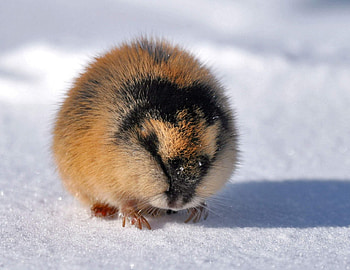 Animals, Winter, Snow, Lemming, Polar Pestle, Polar Mottled HD wallpaper