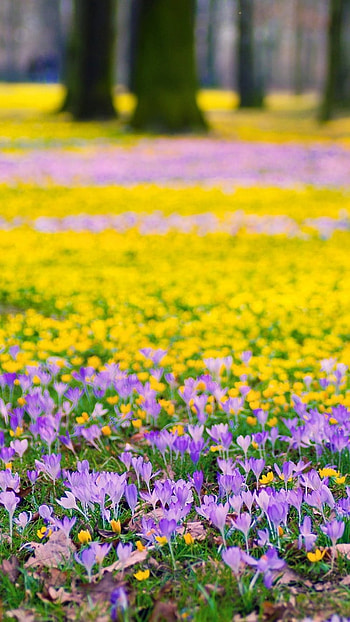 Spring Flowers, Yellow, Spring HD phone wallpaper