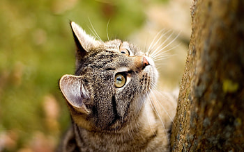Kitten in forest, sweet, animal, kitten, cat, feline HD wallpaper