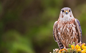 Animals, Bird, Branch, Predator HD wallpaper