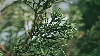 Nature, Plant, Branch HD wallpaper