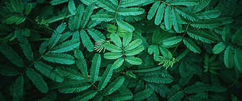 Leaves , Green spring, Nature HD wallpaper