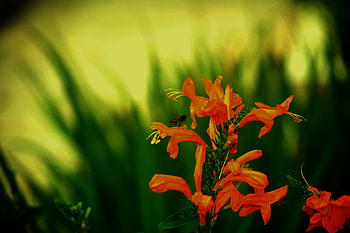 Bee, bees, animal, green, insects, flowers HD wallpaper