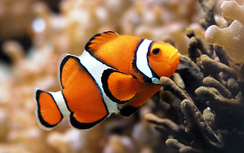 reef fish , Colorful display, Coral reef wonders, Marine biodiversity HD wallpaper