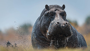 Hippo ultra , Breathtaking , High-definition background, Wildlife beauty HD wallpaper