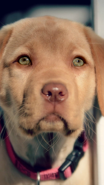Animal, puppy HD phone wallpaper