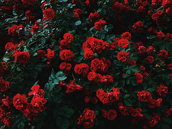 Flowers, Roses, Bush, Bloom, Flowering, Garden, Contrast HD wallpaper