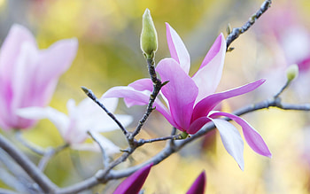 Magnolia's grace, Floral wonderland, Nature's artwork, Beautiful flowers HD wallpaper
