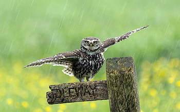 Yay! Bath time!, bird, rain, green, cute, bufnita, funny, owl, pasari, wings HD wallpaper
