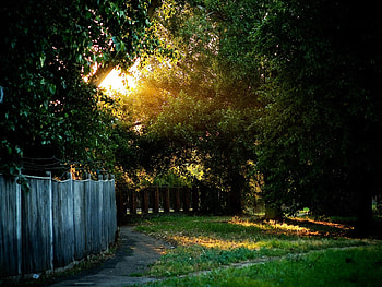 Nature, Trees, Shine, Light, Path, Fence, Trail, Fencing, Enclosure, Courtyard, Yard, Wire HD wallpaper