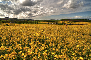 Nature, Flowers, Grass, Sky, Field HD wallpaper
