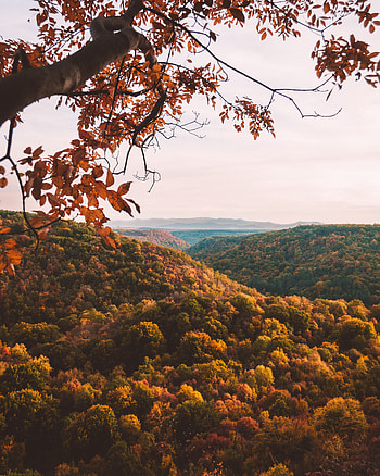 Nature, Trees, Autumn, View From Above, Forest, Branches HD phone wallpaper