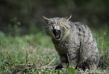 Animals, Aggression, Wild Cat, Scream, Cry HD wallpaper