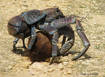 coconut crab, coconut, crab, nature, beach HD wallpaper