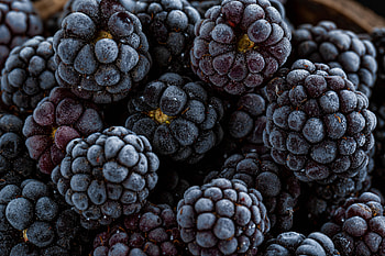 Food, Blackberry, Macro, Berry, Fruit HD wallpaper