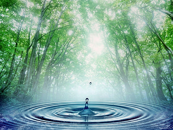 Plants, Landscape, Nature, Water, Trees, Drops HD wallpaper
