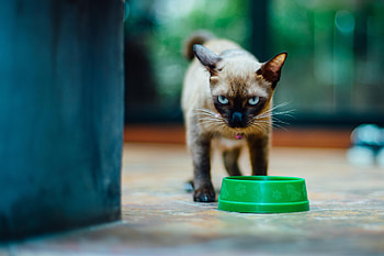 Animals, Kitty, Kitten, Bowl, Sight, Opinion, Siamese HD wallpaper