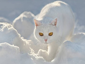 White On White, animal, winter, cat, snow HD wallpaper