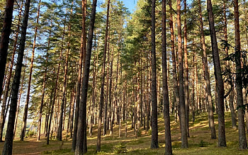 Forest in Latvia, trees, Latvia, nature, forest HD wallpaper