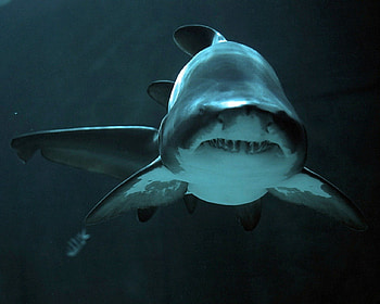 Big shark, underwater, fish, shark, water, ocean HD wallpaper