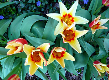 Flowers, Tulips, Greens, Flower Bed, Flowerbed, Disbanded, Loose HD wallpaper