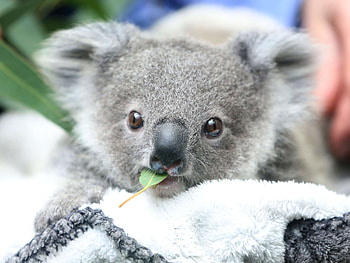 Baby, Koalas HD wallpaper