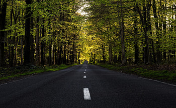 Highway, forest, tree, road, spring HD wallpaper